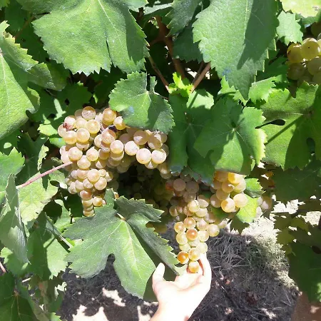 Sofia Holiday home *