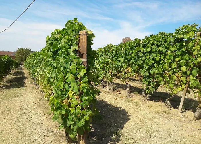 Sofia * Montegrosso dʼAsti